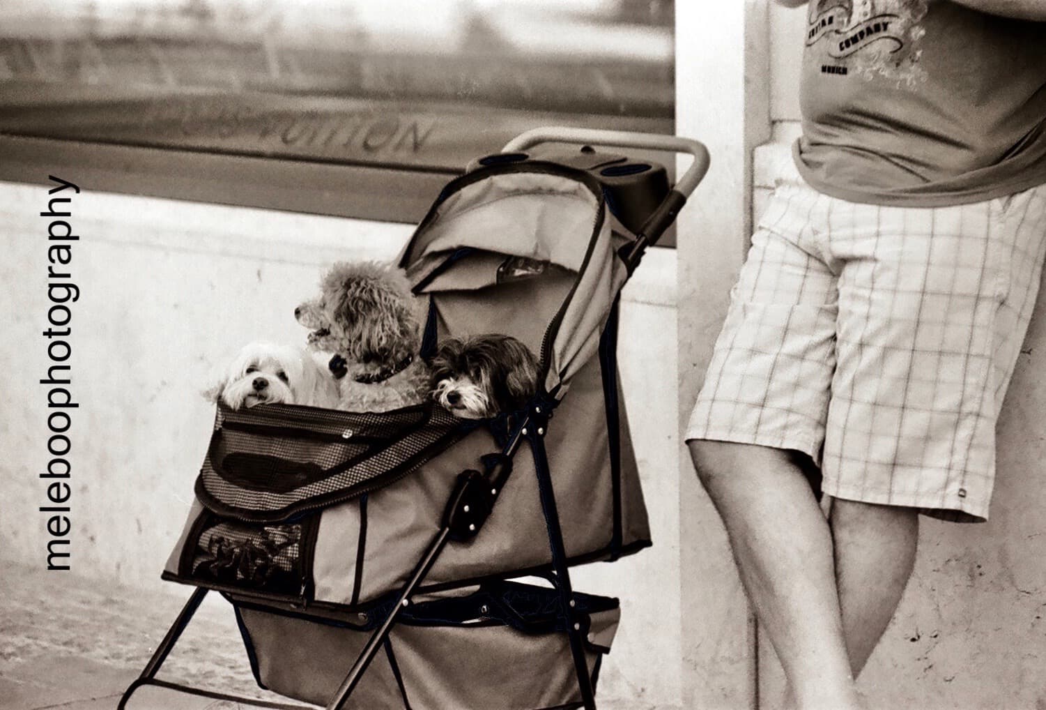 puppies in stroller