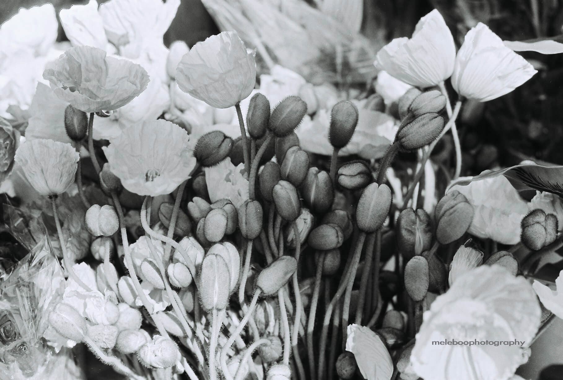 flowers in B&W