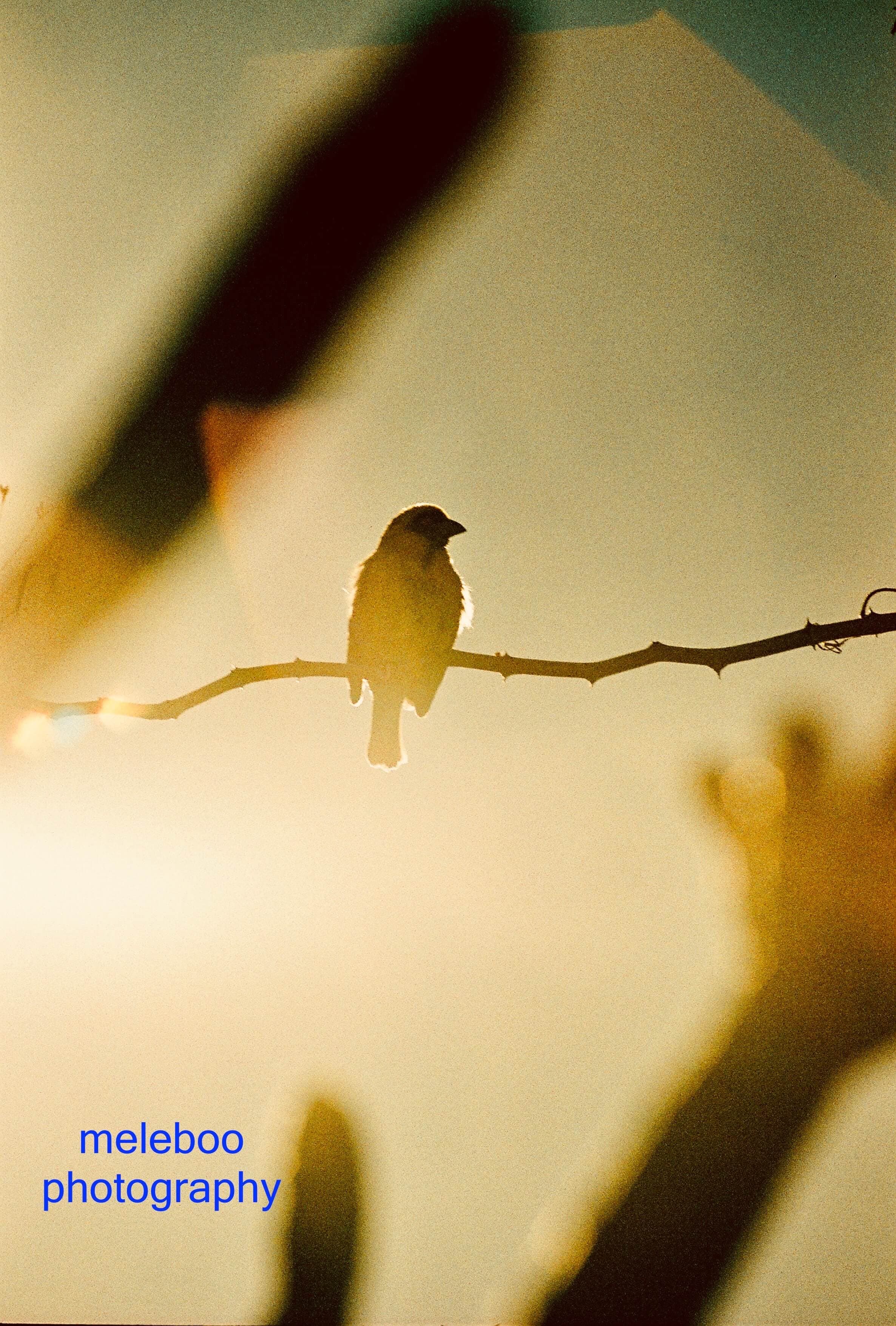 Bird perching on thin branch