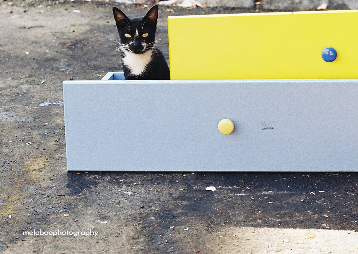 cat in drawer