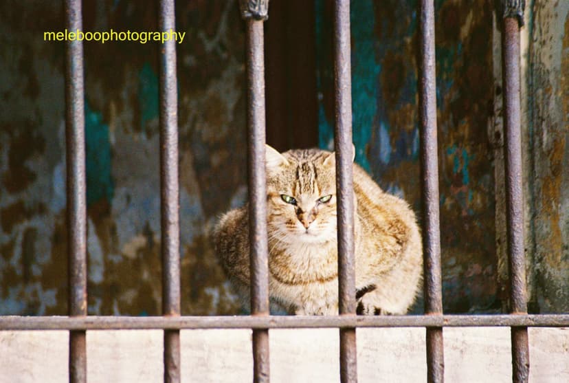 cat behind bars