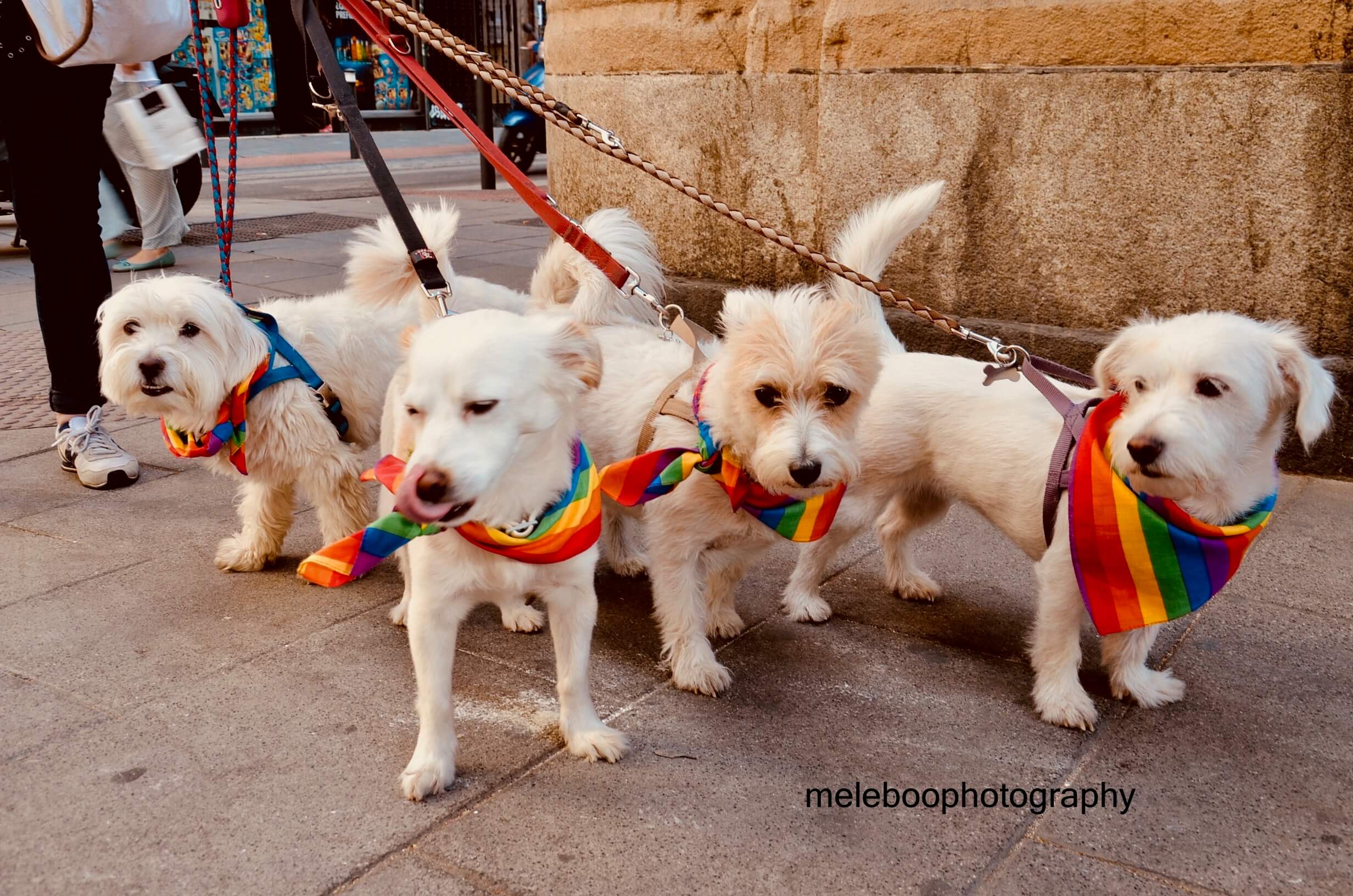 dogs with rainbow scarves